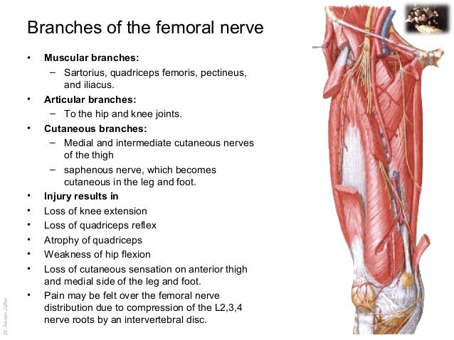 applied anatomy femoral nerve injury applied anatomy femoral nerve injury, Muscles