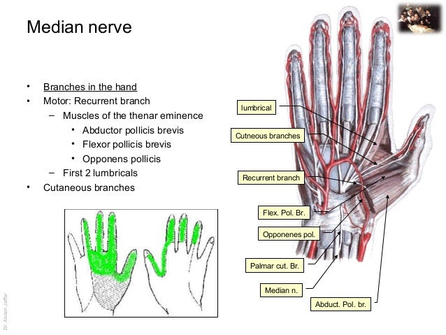 Applied anatomy median nerve injury