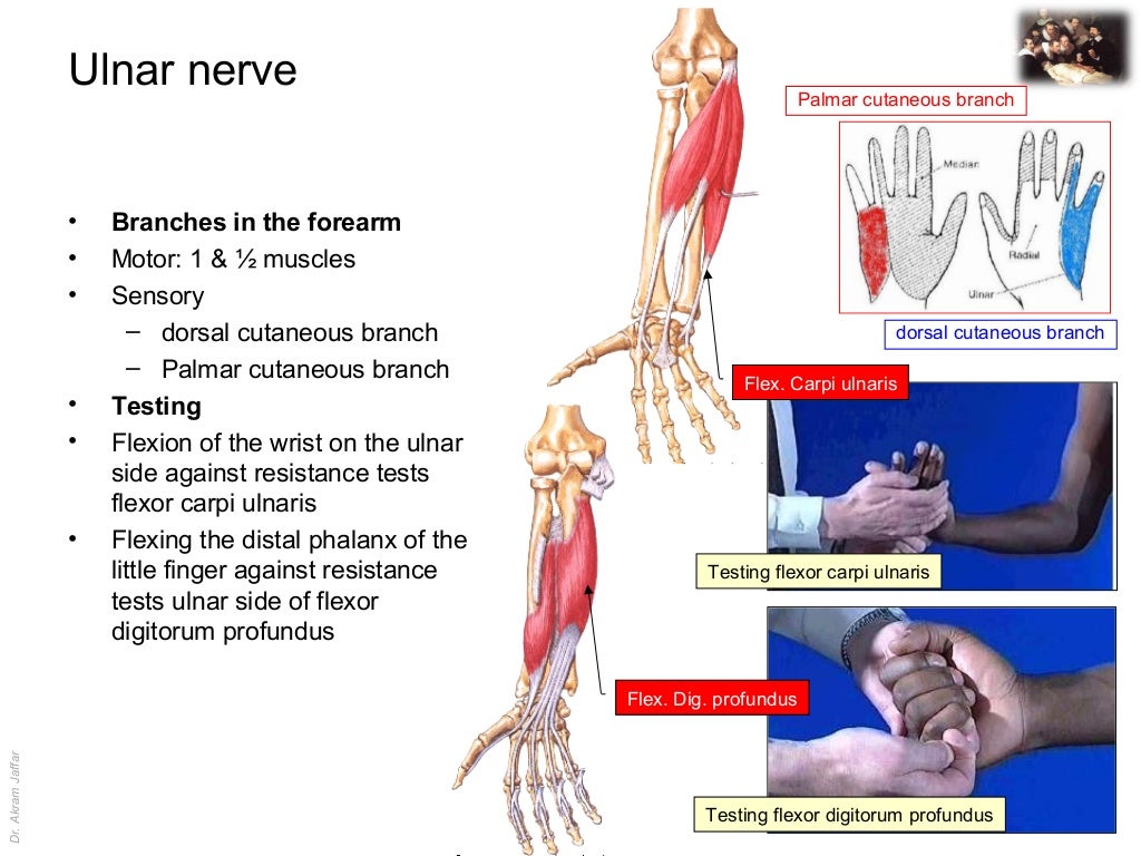 Applied anatomy ulnar nerve injury