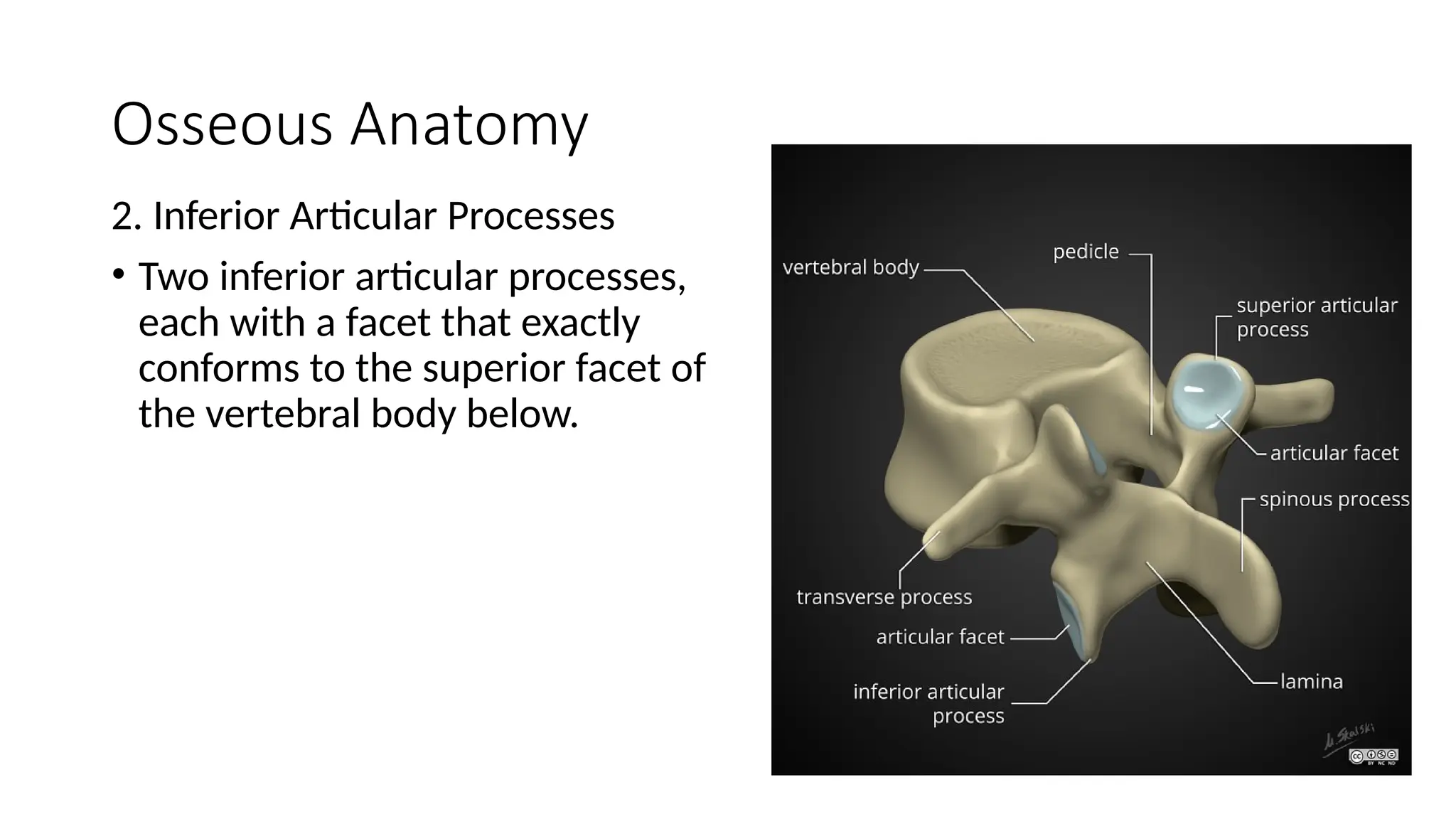 Superior And Inferior Articular Processes