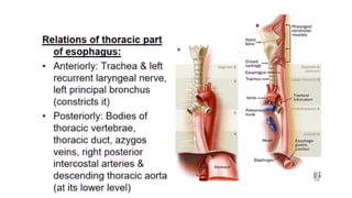 Applied anatomy and physiology of Esophagus .pptx