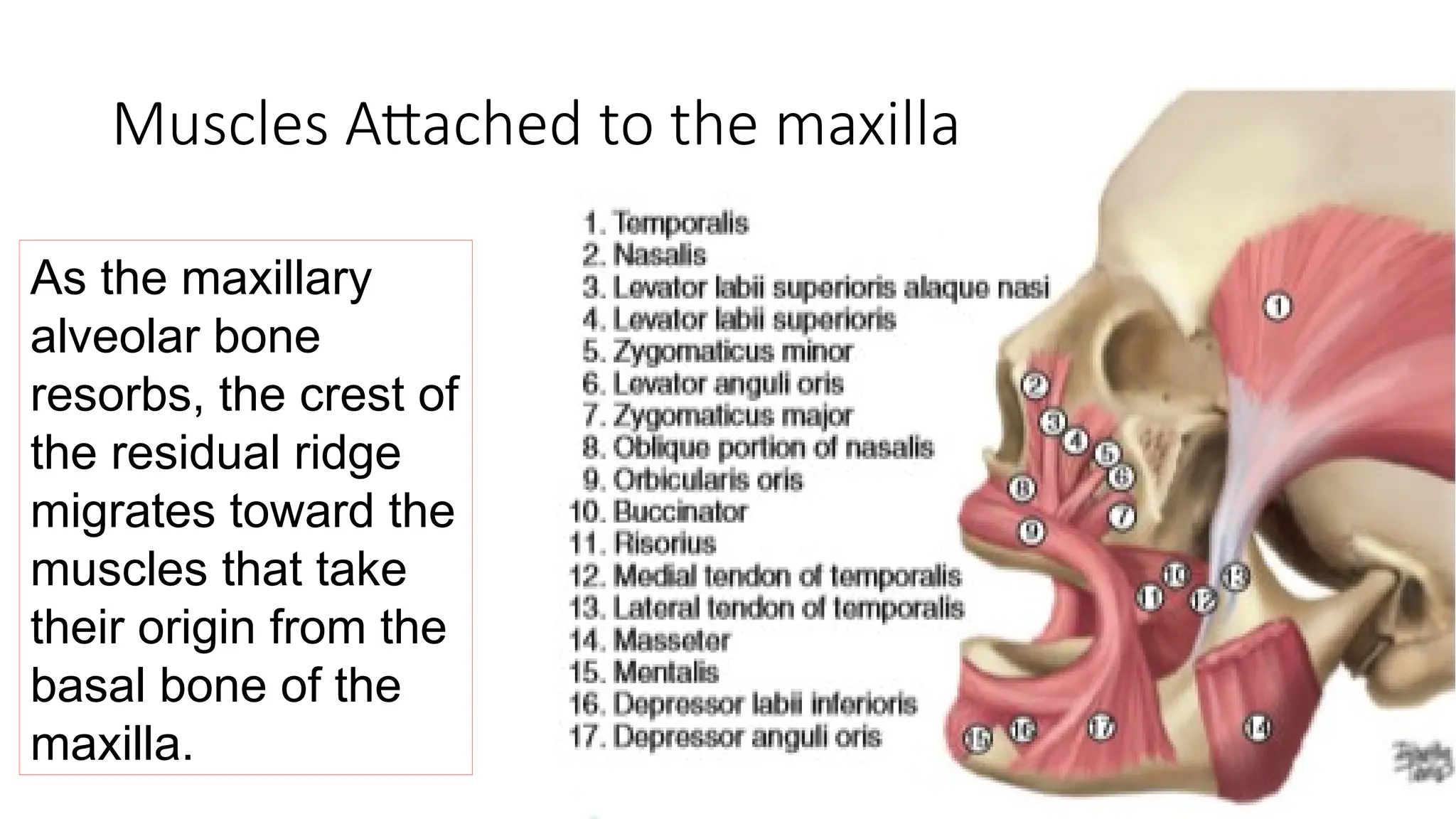 Applied anatomy for dental implants - Dr Smijal Gopalan Marath ...