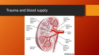 Trauma and blood supply
 
