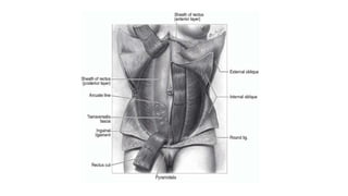 Applied anatomy of anterior abdominal wall.pptx