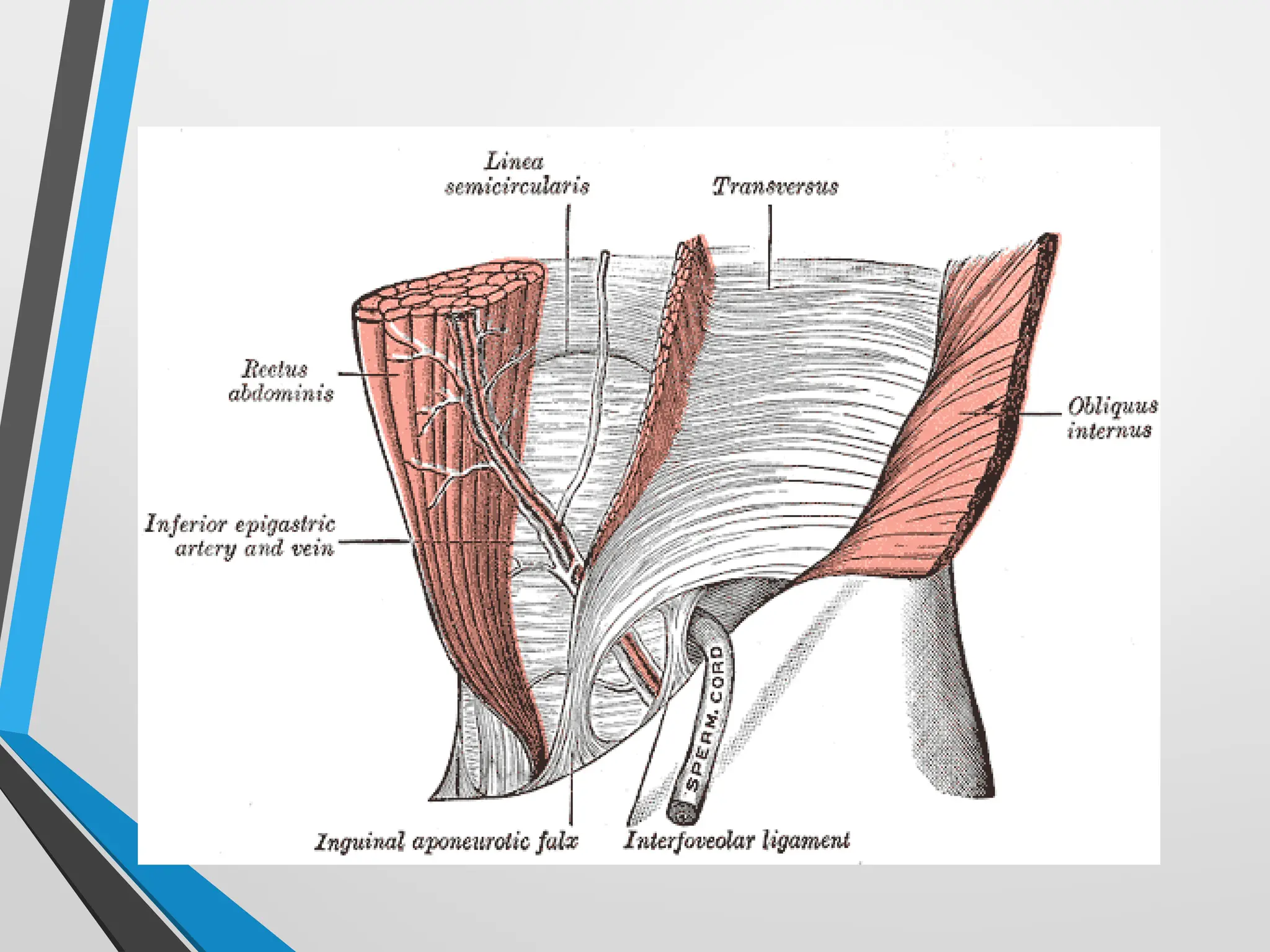 Applied Anatomy Of Inguinal Hernias pptx applied-anatomy-of-inguinal-hernias-pptx
