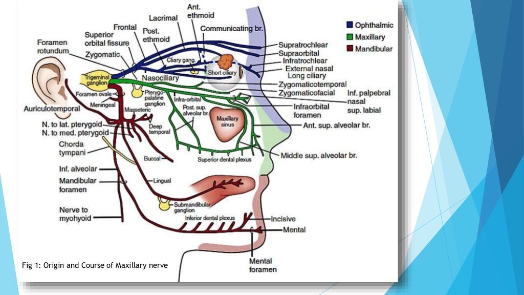 Applied anatomy of maxillary nerve