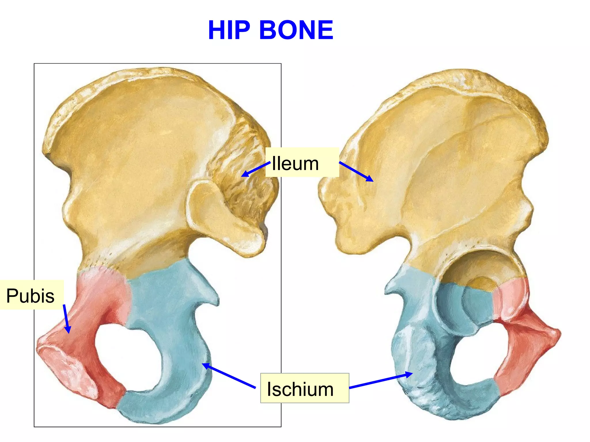 Applied anatomy of pelvis and fetal skull | PPT