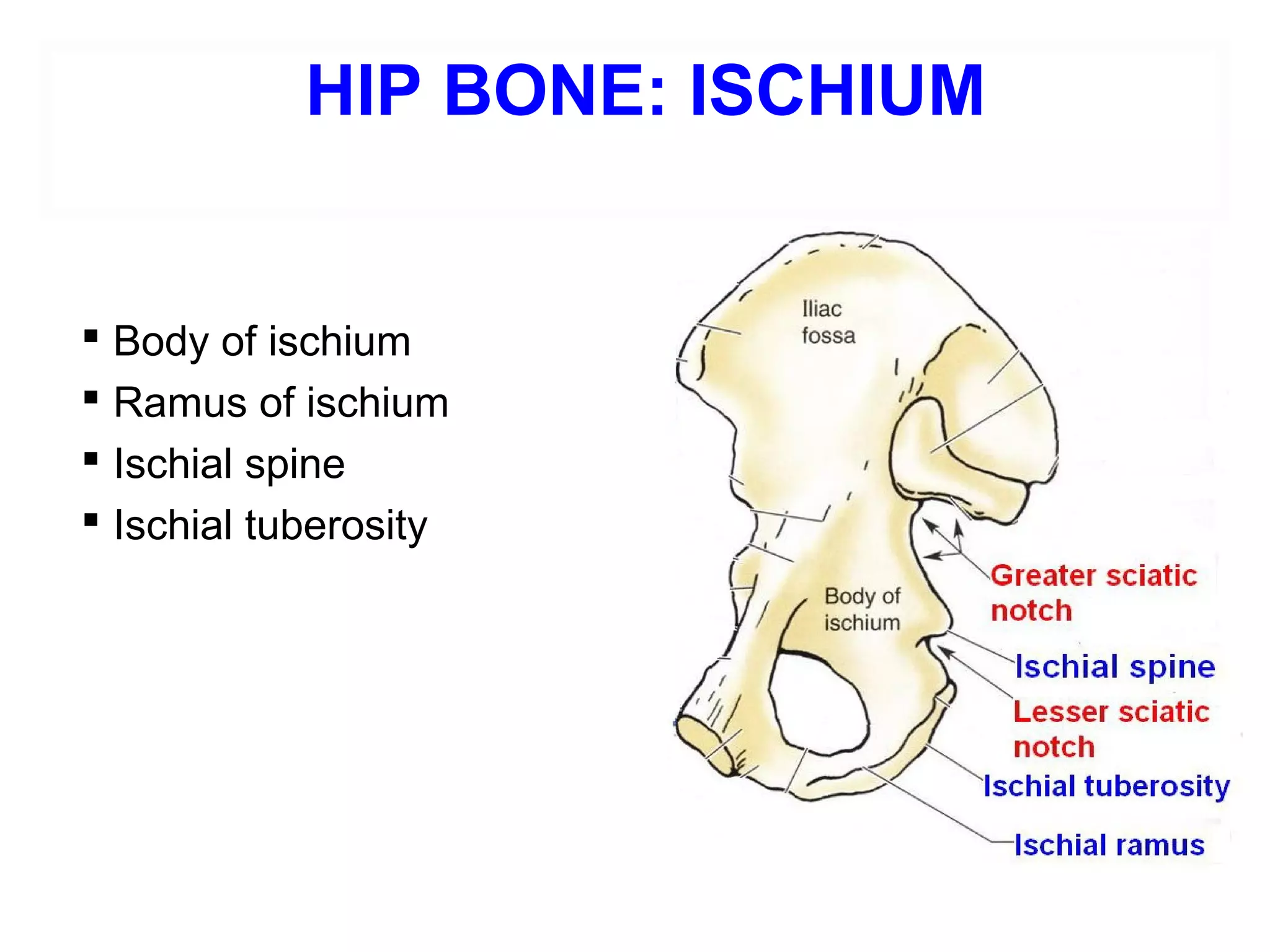 Applied anatomy of pelvis and fetal skull | PPT
