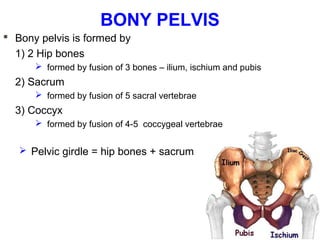 Applied anatomy of pelvis and fetal skull | PPT