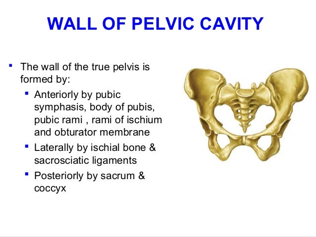 How do you distinguish between the true pelvis and the false pelvis?