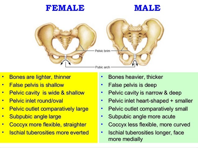 Applied anatomy of pelvis and fetal skull