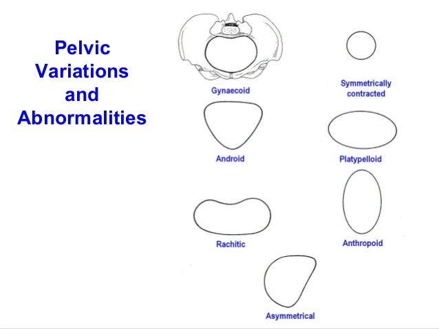 Applied Anatomy Of Pelvis And Fetal Skull