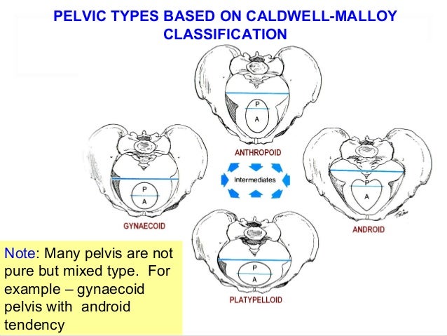 Applied anatomy of pelvis and fetal skull