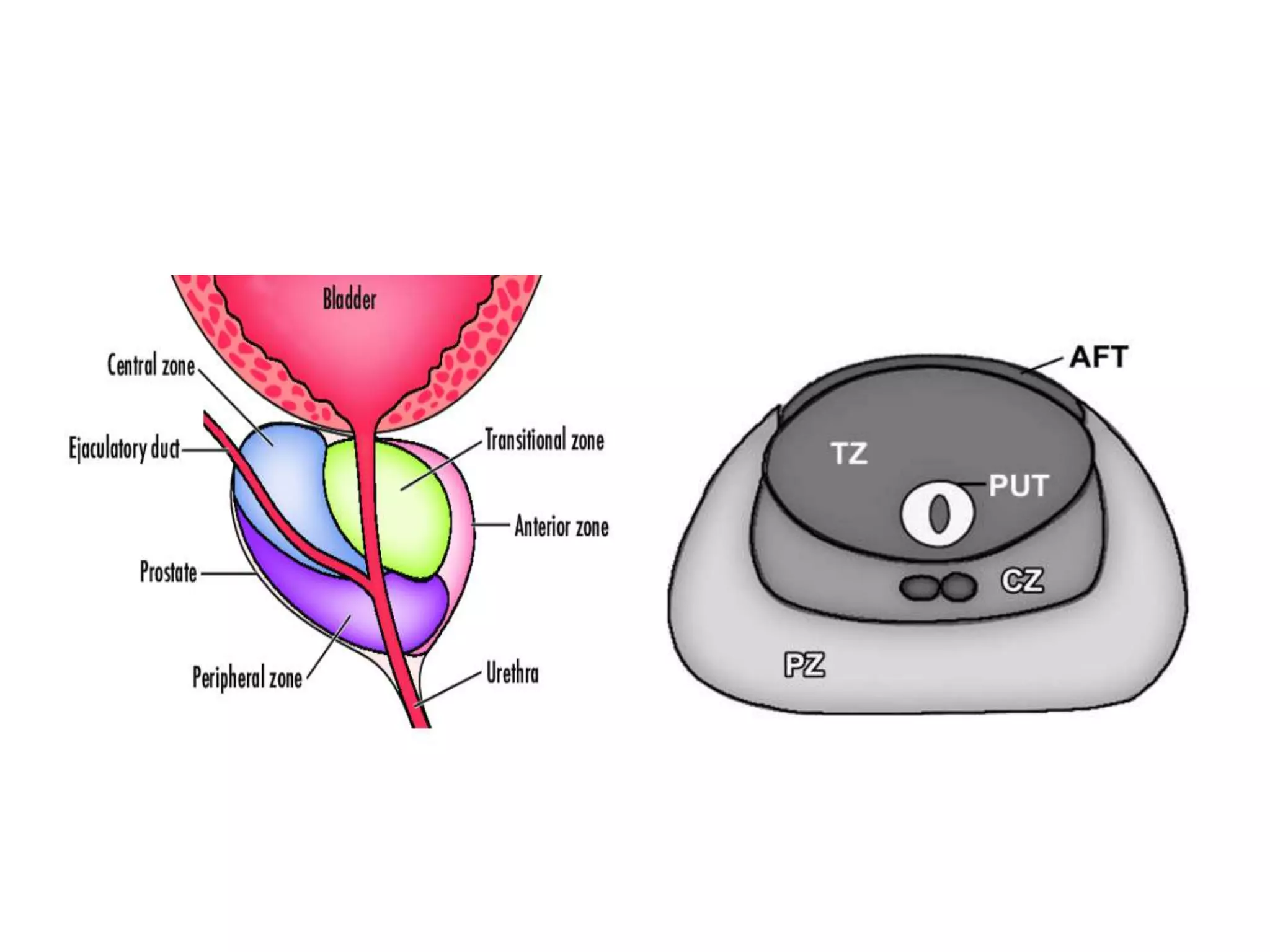 Applied anatomy of the prostate and seminal vesicles | PPTX