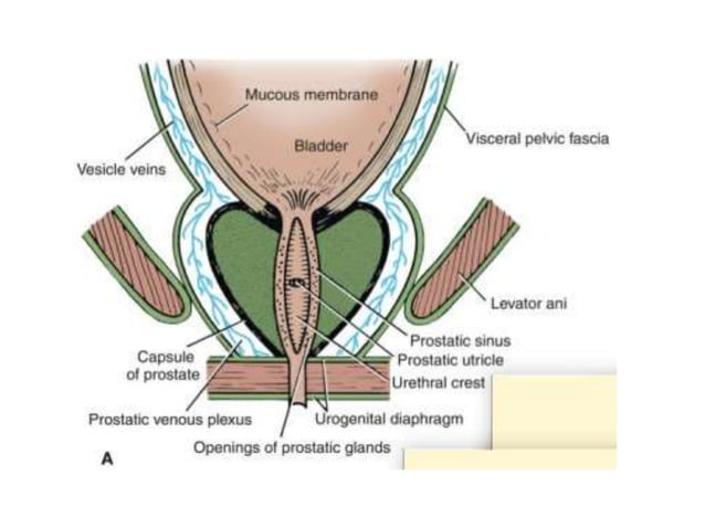 Applied anatomy of the prostate and seminal vesicles | PPTX