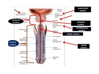 Applied anatomy of the prostate and seminal vesicles | PPTX