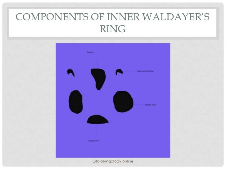 Applied anatomy of throat