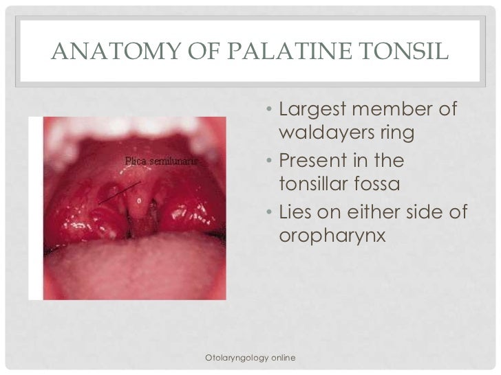 palatine tonsils