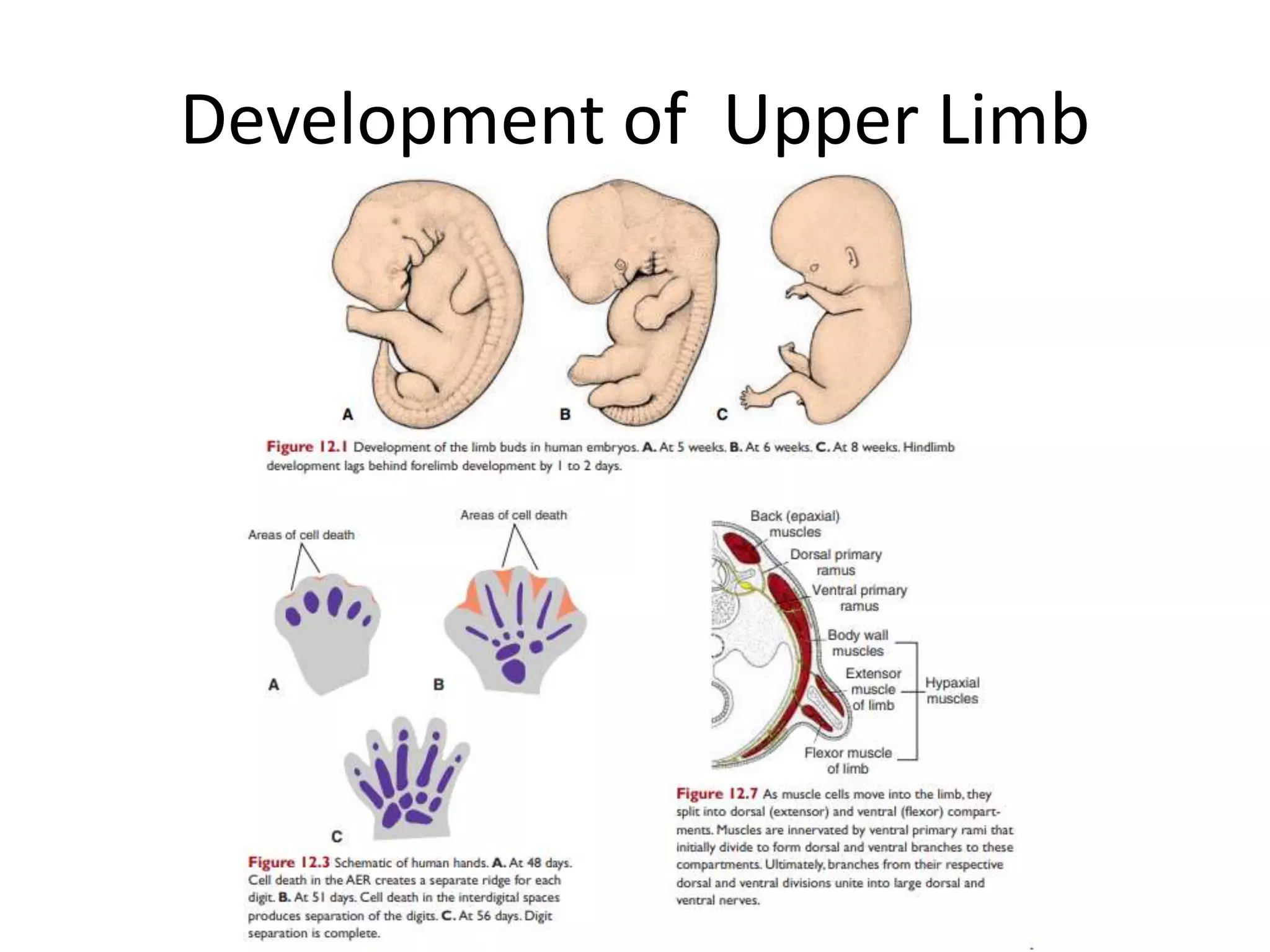 Applied anatomy of Upper limb | PPTX