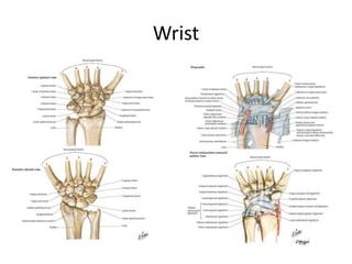 Wrist
 