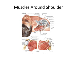 Muscles Around Shoulder
 