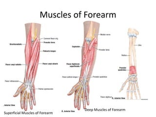 Muscles of Forearm
Superficial Muscles of Forearm
Deep Muscles of Forearm
 