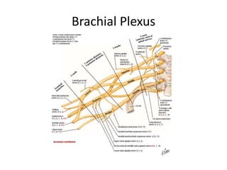 Brachial Plexus
 