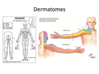 Dermatomes
 