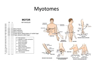 Myotomes
 