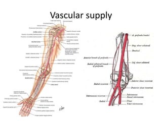 Vascular supply
 