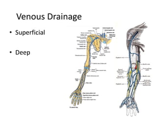 Venous Drainage
• Superficial
• Deep
 