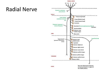 Radial Nerve
 
