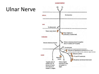 Ulnar Nerve
 