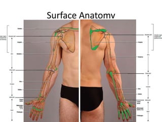 Surface Anatomy
 