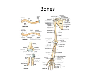 Bones
 