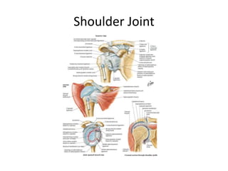 Shoulder Joint
 