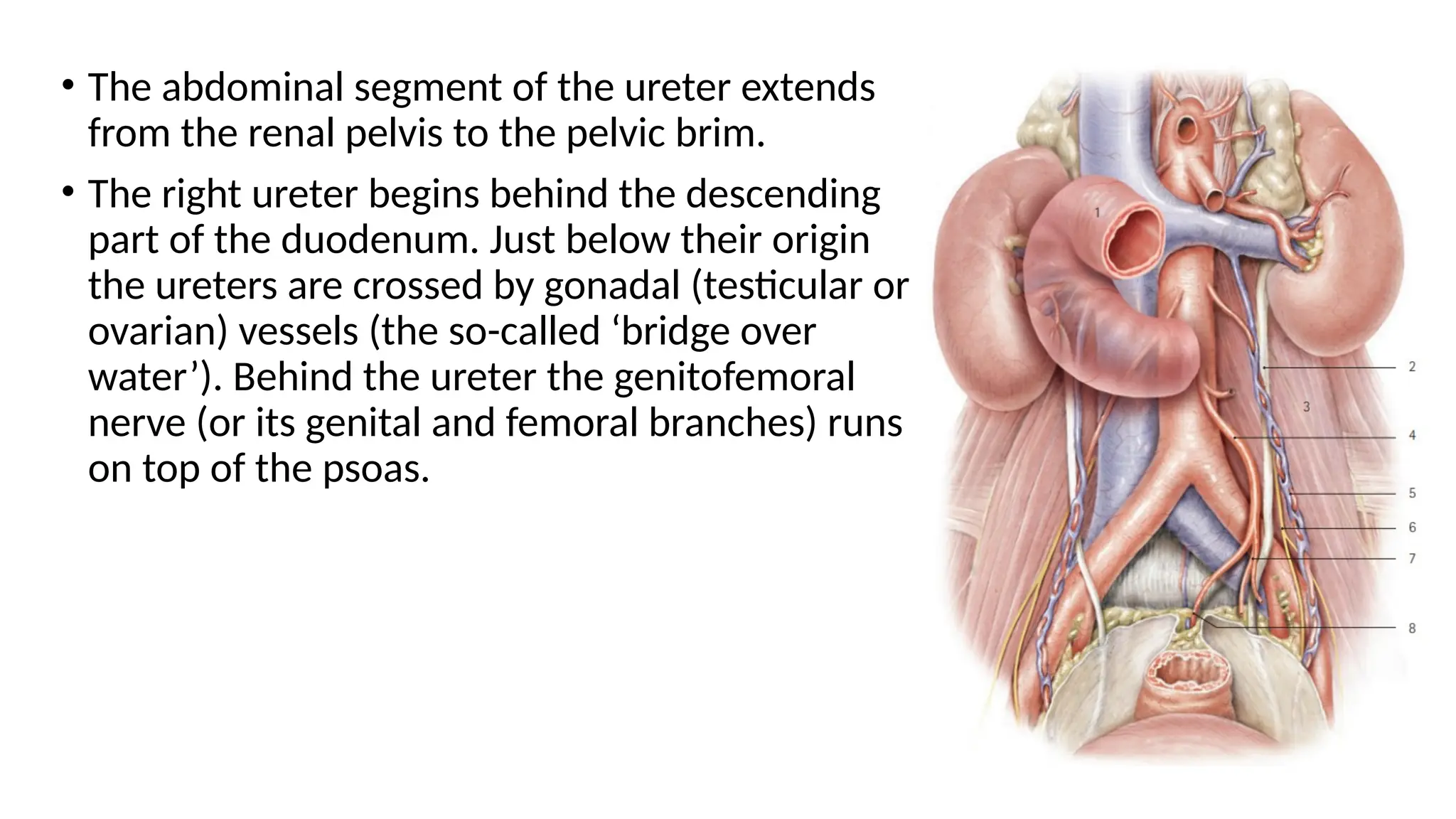 Applied Anatomy Of Ureter In Detail For Urologist PPTX Applied Anatomy Of Ureter In Detail For Urologist PPTX