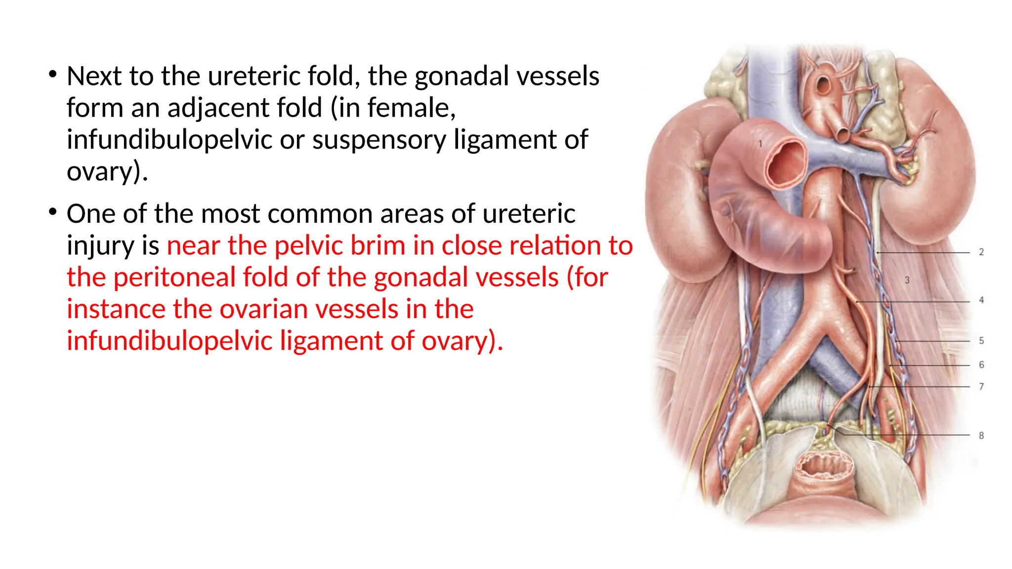 Left Promontory Applied Anatomy of Ureter in detail for urologist | PPTX