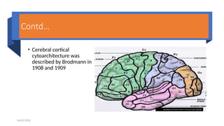 Applied Anatomy & Phsiology of Cortex.pptx