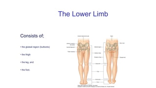 vvvv
Consists of;
• the gluteal region (buttocks)
• the thigh
• the leg, and
• the foot.
The Lower Limb
 