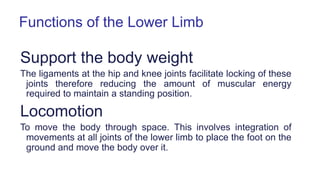 Applied and clinical anatomy of lower limb | PPTX