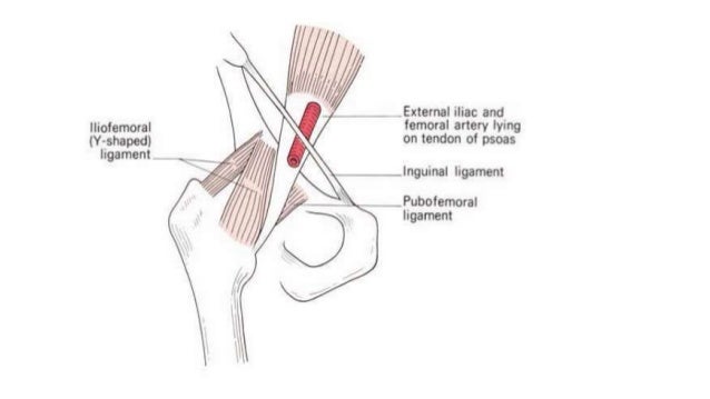 Applied and clinical anatomy of lower limb