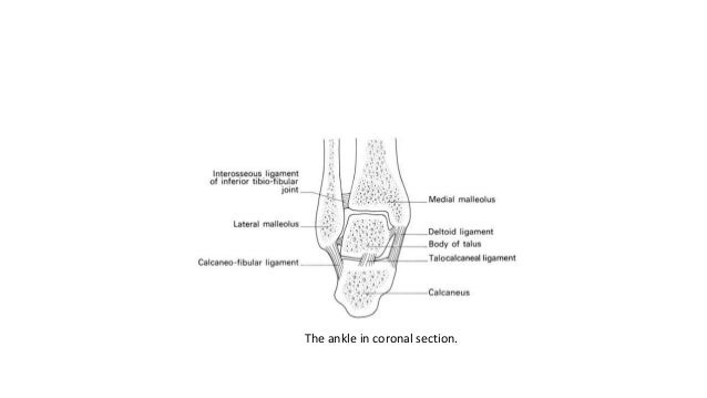Applied and clinical anatomy of lower limb