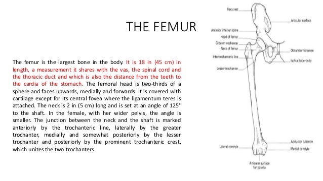 Applied and clinical anatomy of lower limb