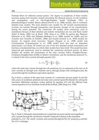 Applied Biomedical Engineering
344
Purkinje fibers for different animal species. The degree of complexity of these models
increases going from heuristic models describing the physical process of cell excitation
and propagation, such as Fitz-Hugh-Nagumo model (Fitzhugh, 1961), to
phenomenological models (Bueno (Bueno-Orovio et al., 2008) model), and to extremely
detailed ionic models. The most detailed ionic models for AP include transmembrane
currents, ion transfer through transporters and dynamic changes of ion concentrations
during the action potential. The ventricular AP models most extensively used in
simulations because of their detailed and realistic formulation are Luo and Rudy model
(Faber  Rudy, 2000; Luo  Rudy, 1994; Zeng et al., 1995) for guinea pig, Shannon
(Shannon et al., 2005) and Mahajan (Mahajan et al., 2008) models for rabbit, and ten
Tusscher (ten Tusscher  Panfilov, 2006) and Grandi (Grandi et al., 2010) models for
human. As regards atrial myocytes, Nygren (Nygren et al., 1998) model and
Courtemanche (Courtemanche et al., 1998) model have also had an important
repercussion. Luo Rudy AP model was one of the first detailed models formulated and
has been a fundamental base on which other models have been built. This model has been
improved and extensively used to simulate the ventricular electrical activity. In these
detailed AP models, the formulation of the ionic currents follow Hodgkin-Huxley,
Goldmann-Hodgkin-Katz (GHK) or Markov formalisms, and the membrane potencial Vm
is related to the ionic currents through equation (11).
  
 
m
m m S p
S p
dV
I C I I
dt
(6)
where the total ionic current through the cell membrane (Im) is expressed as the sum of all
ionic currents (Is through ionic channels and Ip through pumps and exchangers) plus the
current through the membrane equivalent capacitor.
Fig. 4 shows a scheme of the main ionic currents of a ventricular myocyte (panel A) and the
time course of membrane potential and some ionic currents (panel B) obtained by solving the
non-linear differential equations system defined by equation (11) and the different ionic
current equations in Luo and Rudy model (Faber  Rudy, 2000; Zeng et al., 1995).
Fig. 4. Panel A: Schematic representation of a ventricular myocyte and the most significant
ionic currents through the sarcolemma. Panel B: Temporal evolution of the membrane
potential Vm, Ca2+, Na+ and K+ currents, and currents through the Na+/K+ pump (INaK) and the
Na+/Ca2+ exchanger.
-120
-80
-40
0
40
80
-350
-10
-5
0
0
1
2
3
IK1
IKr
IKs
mV
-1
0
1 INaK
INaCa
INa
ICaL
Vm
A/cm
2
A/cm
2
A/cm
2
100 ms
A B
 