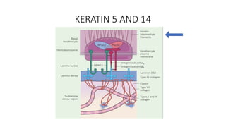 APPLIED aspects of Basement membrane zone .pptx