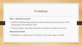 Continue
Non – chemical control:
• Stubble should be burnt and crop residues buried to prevent insects from
laying eggs in the dead leaf litter.
• Volunteer plants and other alternative host plants should be removed.
Chemical control:
• Endosufan or carbaryl can be effective in the early stages of attack.
 