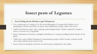 Insect pests of Legumes
1. Leaf feeding beetle (Ootheca spp Coleoptera):
• It is a major pest of cowpea. It is the most damaging of cowpea leaf feeders. It is a
polyphagous feeder and feeds on many other leguminous crops, coffee and cocoa.
• Adults feed between leaf veins, making small irregular holes. Yield is reduced if attack is
heavy or occurs on yo7ng plants.
• Heavy infestation can lead to complete defoliation of cowpea seedling and the death of the
plant.
• Adults also cause indirect damage by transmitting cowpea yellow mosaic, cowpea mottle
virus and southern bean mosaic virus.
• Larvae feed on the plant roots but are minor pests compared to the adults.
 