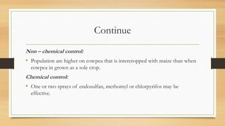 Continue
Non – chemical control:
• Population are higher on cowpea that is intercropped with maize than when
cowpea in grown as a sole crop.
Chemical control:
• One or two sprays of endosulfan, methomyl or chlorpyrifos may be
effective.
 