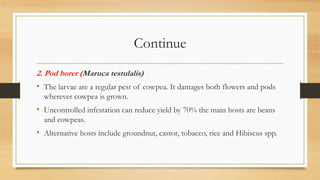 Continue
2. Pod borer (Maruca testulalis)
• The larvae are a regular pest of cowpea. It damages both flowers and pods
wherever cowpea is grown.
• Uncontrolled infestation can reduce yield by 70% the main hosts are beans
and cowpeas.
• Alternative hosts include groundnut, castor, tobacco, rice and Hibiscus spp.
 